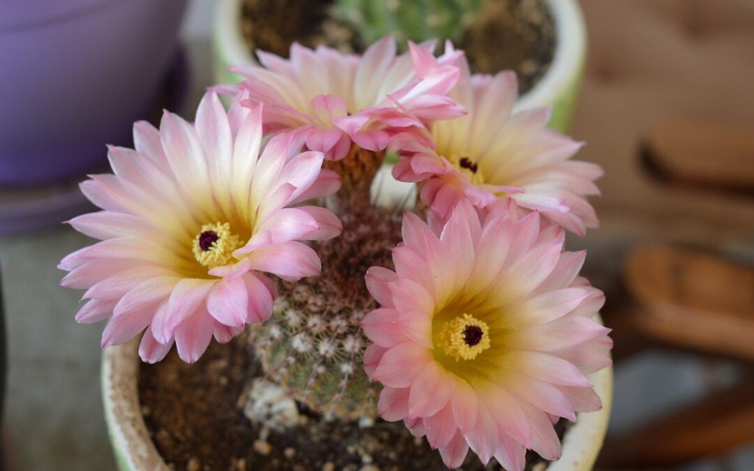 coltivare il Notocactus