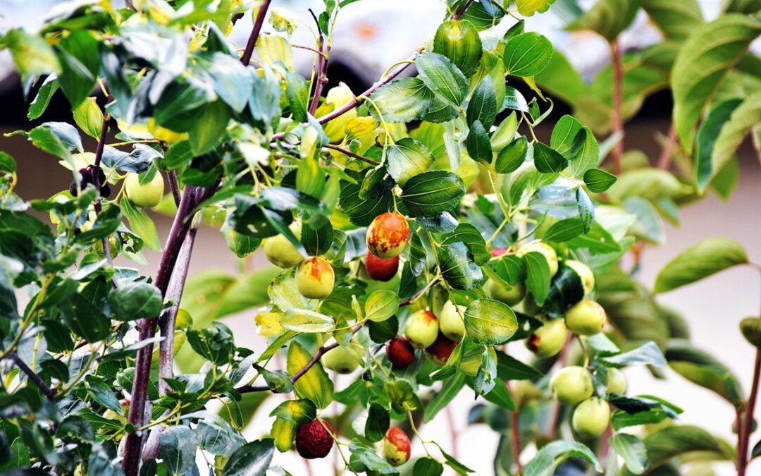 coltivare il Giuggiolo