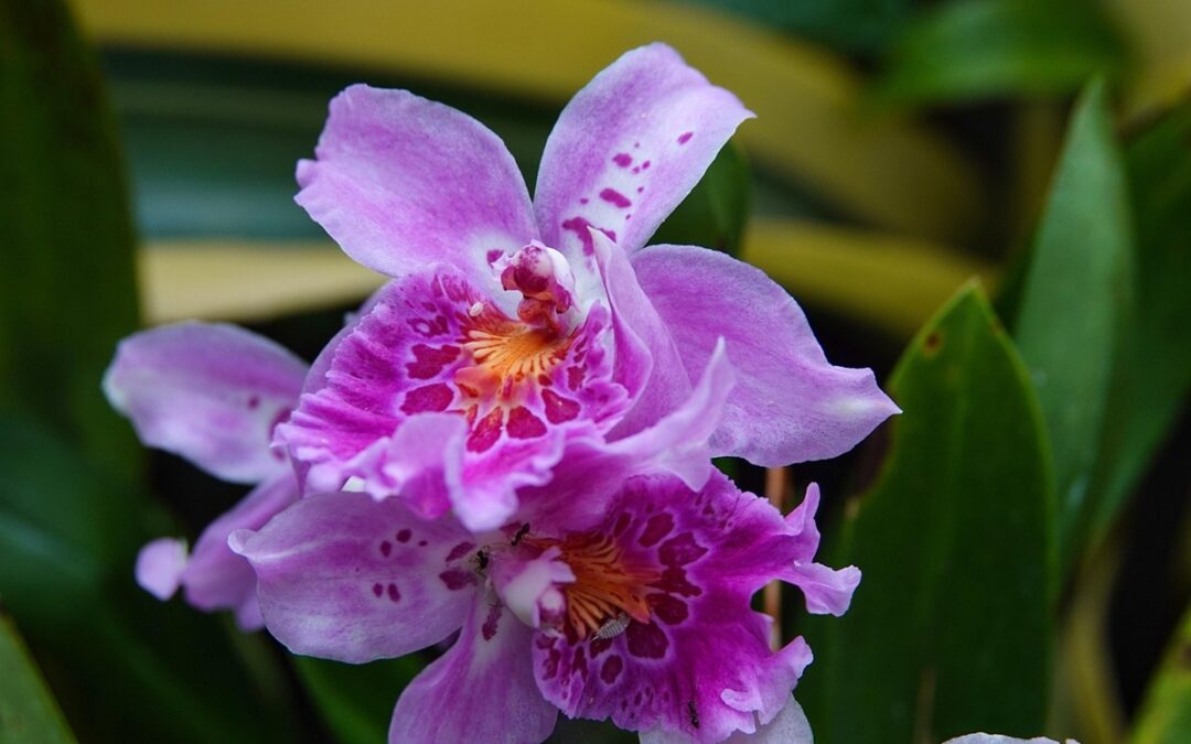 coltivare la Miltonia