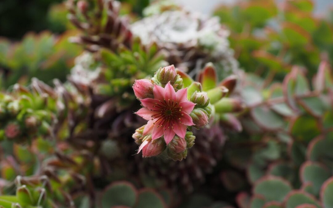 Coltivare i Sempervivum