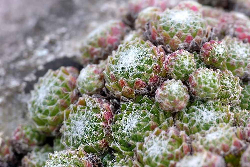 Coltivare i Sempervivum - Sempervivum arachnoideum