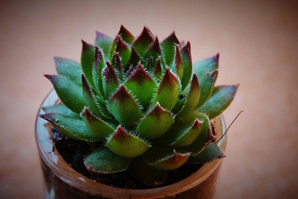 Coltivare i Sempervivum - Sempervivum calcareum