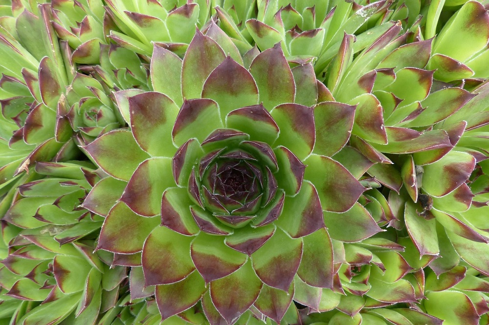 Coltivare i Sempervivum - Sempervivum tectorum