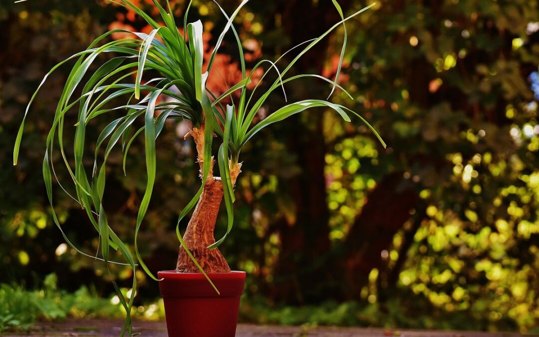 coltivare la Beaucarnea