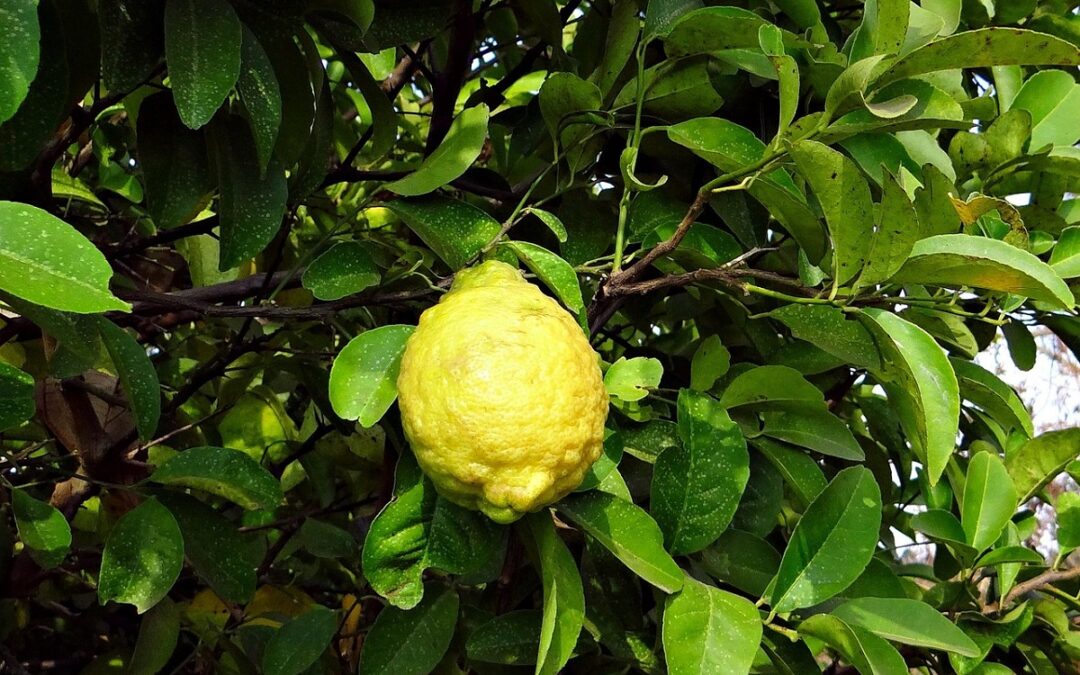 coltivare un Cedro