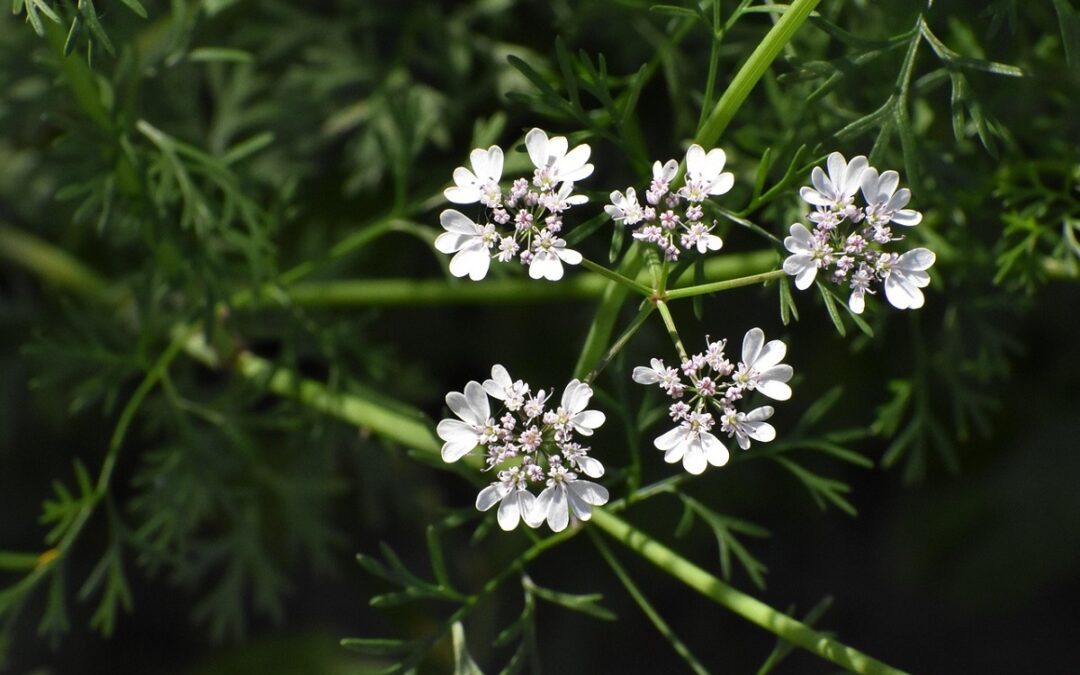 coltivare il Coriandolo