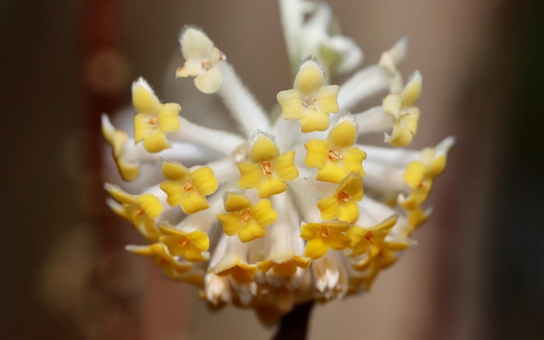 coltivare la Edgeworthia