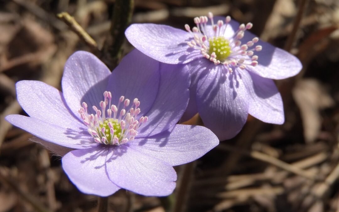 coltivare la Hepatica nobilis