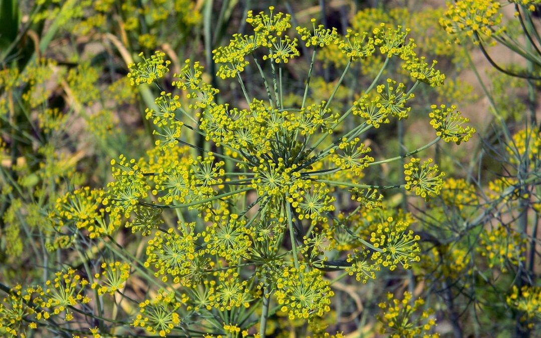 coltivare gli Aneti