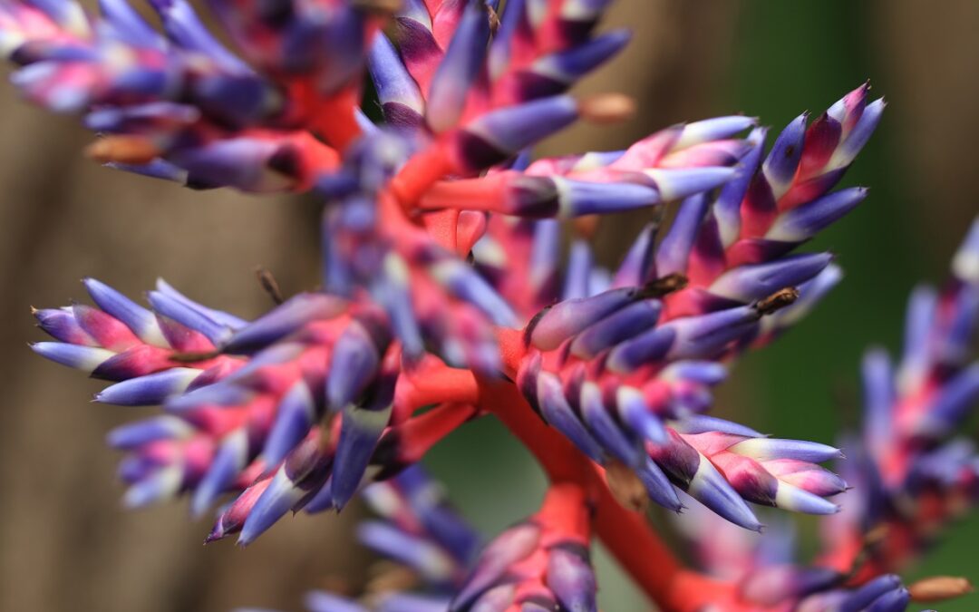 coltivare la Aechmea Blue Tango