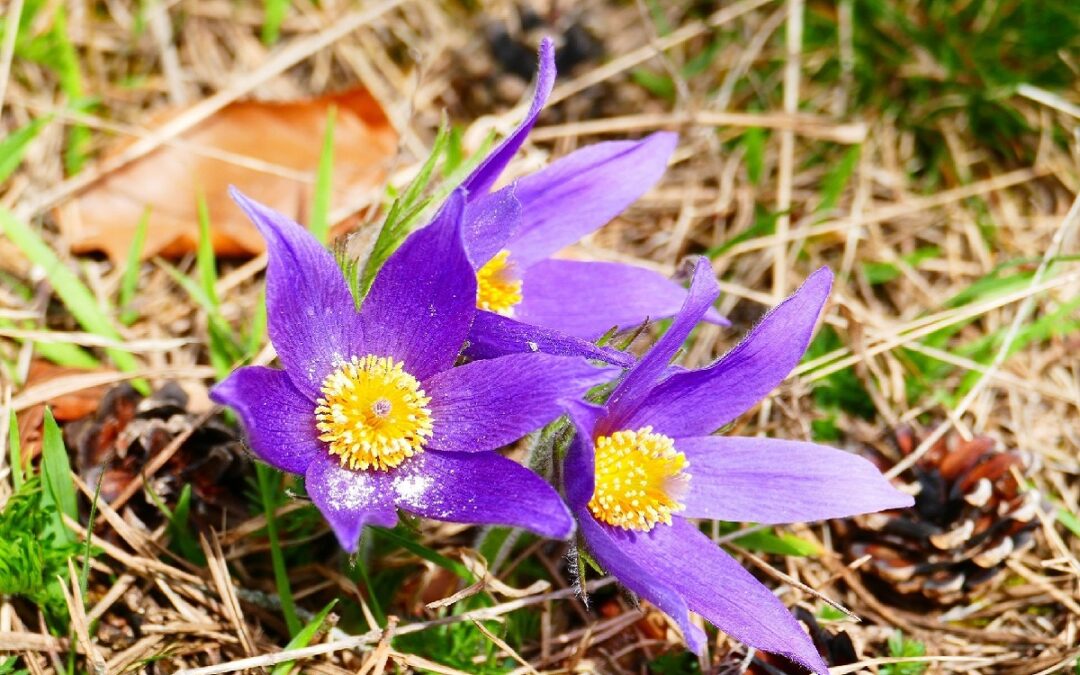 coltivare la Pulsatilla