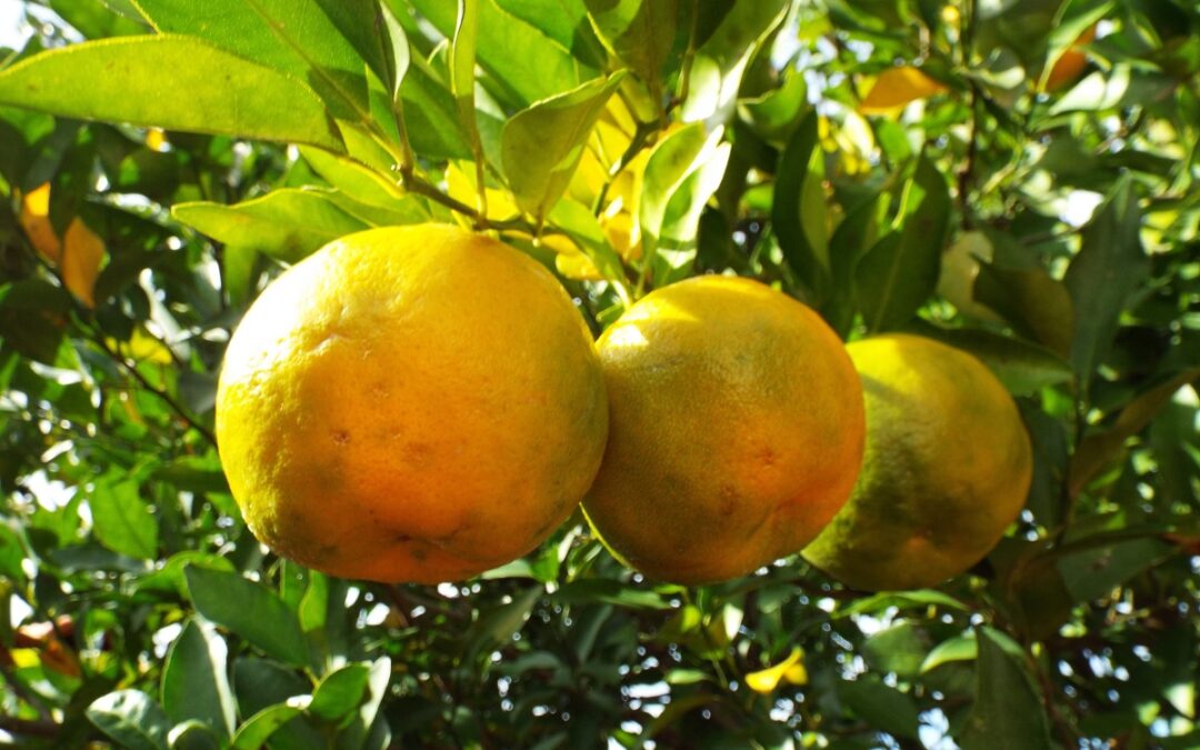 coltivare il Bergamotto