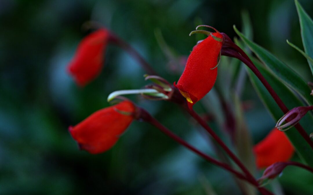 Come coltivare la Mitraria coccinea in casa