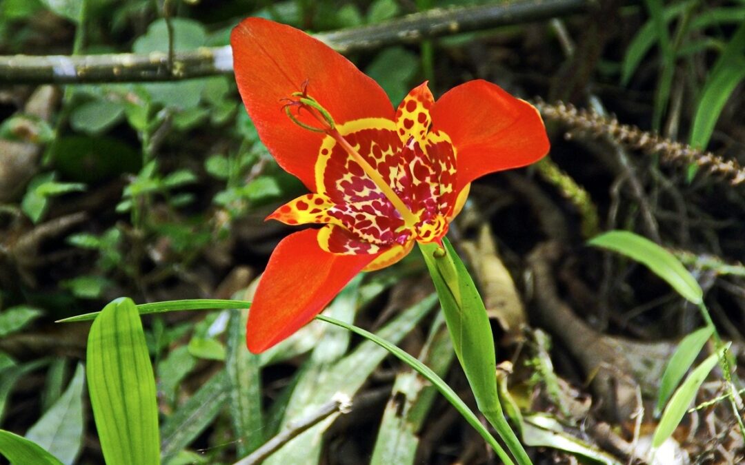 Come coltivare la Tigridia in vaso sul terrazzo
