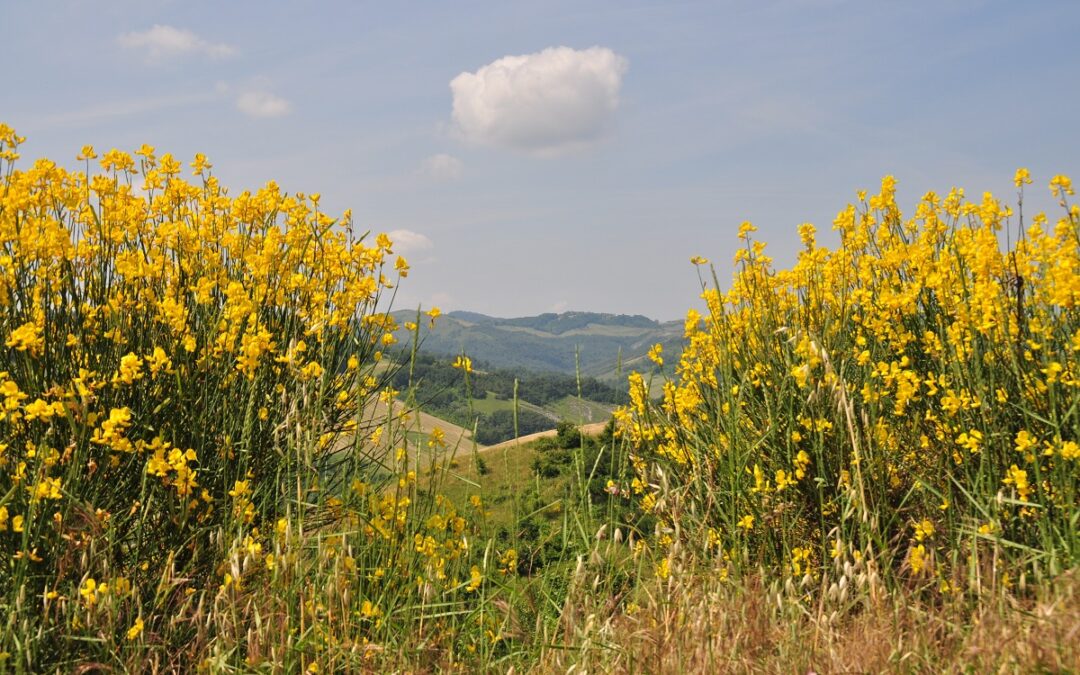 coltivare le Ginestre