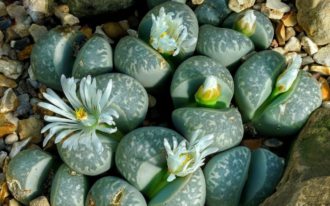 coltivare i Lithops