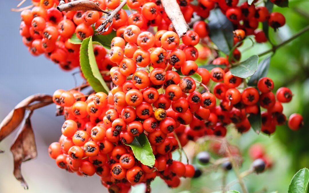 coltivare la Pyracantha