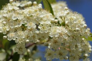 coltivare la Pyracantha