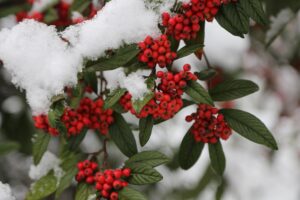 coltivare la Pyracantha