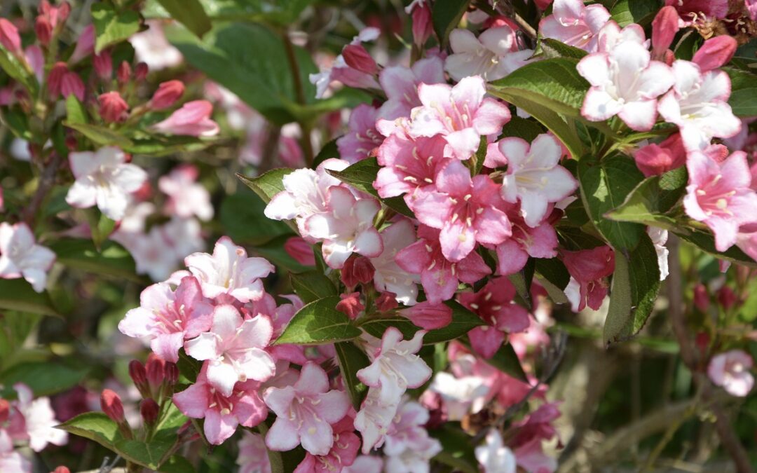 coltivare la Weigela