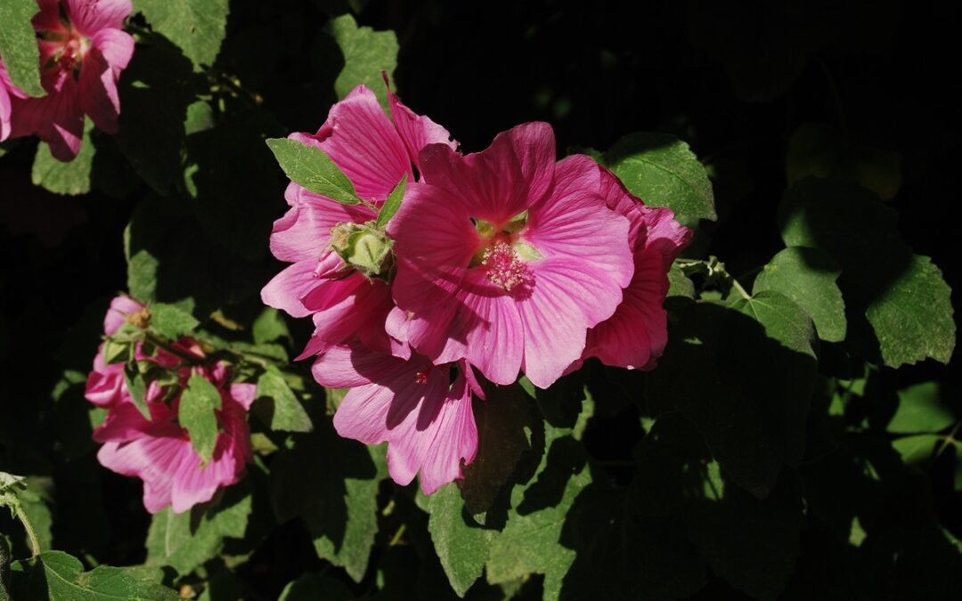 Lavatera olbia