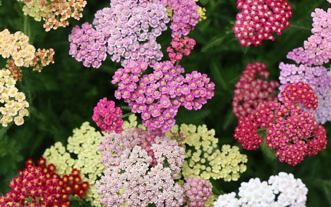 coltivare la Achillea