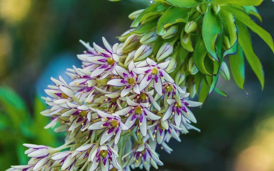 coltivare gli Eucomis