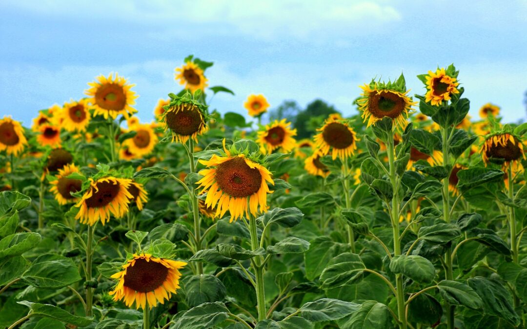coltivare i Girasoli