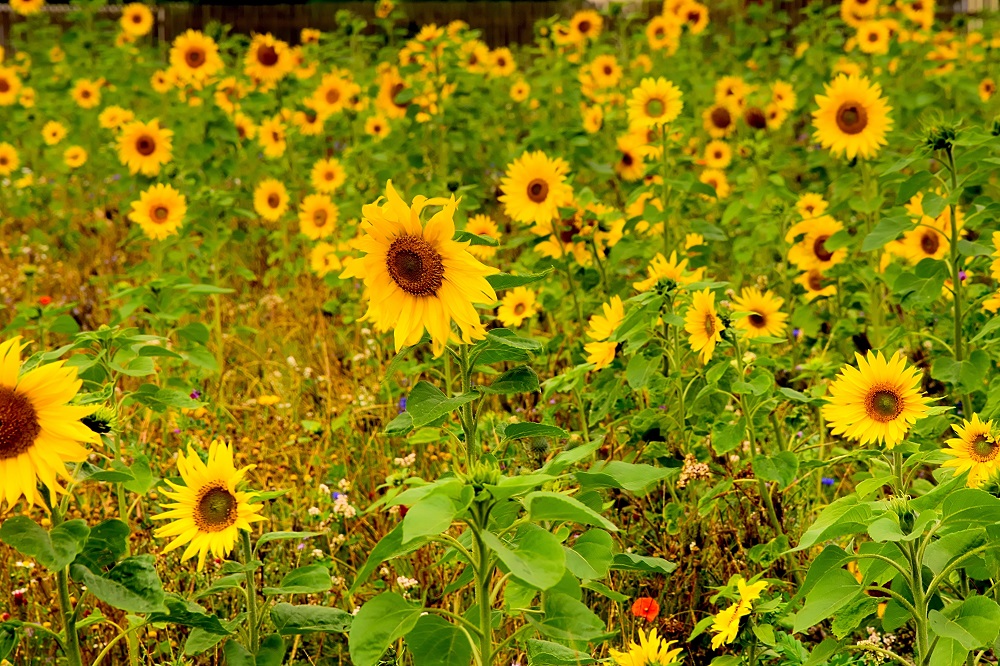 coltivare i Girasoli