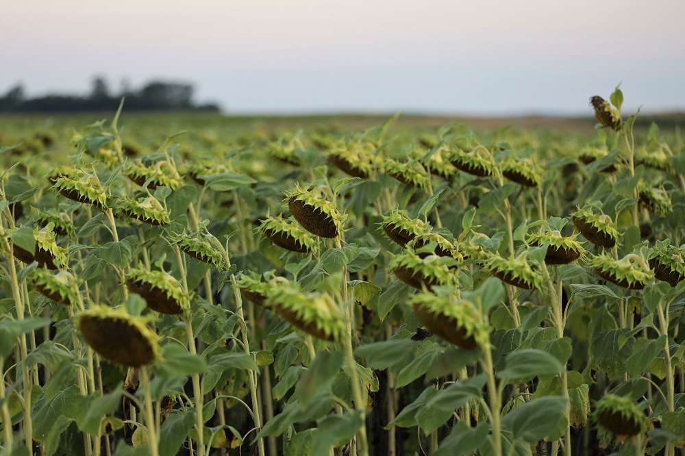 coltivare i Girasoli