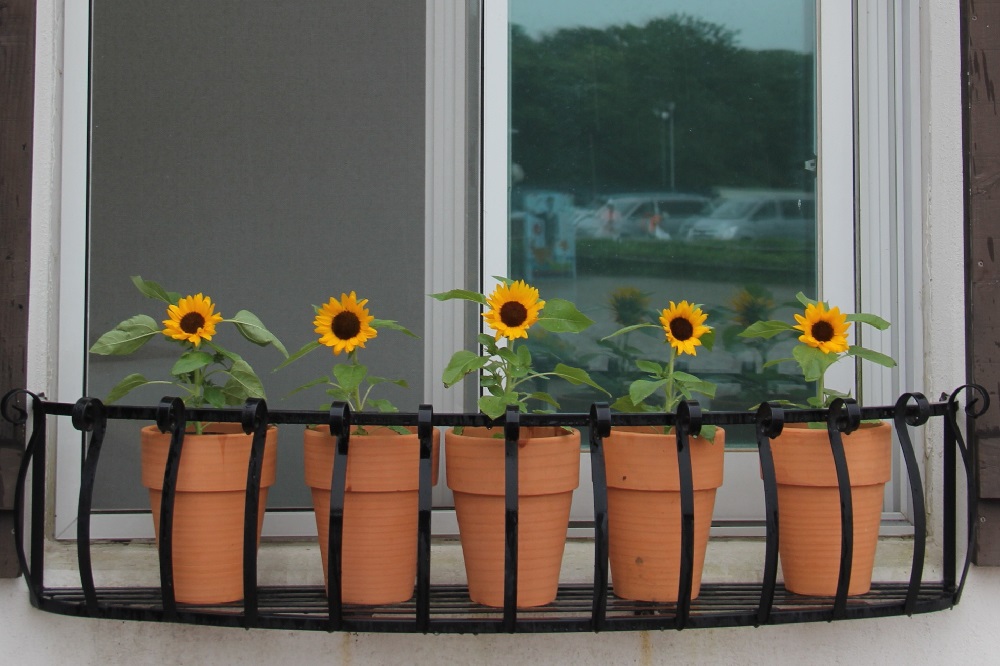 coltivare i Girasoli