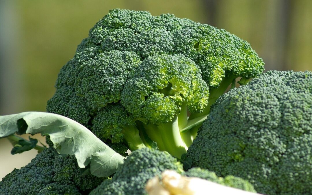 coltivare il Cavolo Broccolo