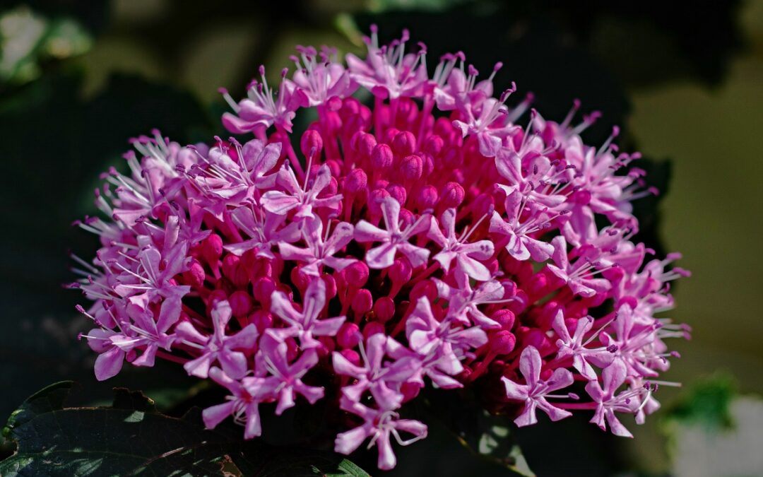Come coltivare il Clerodendrum bungei in giardino