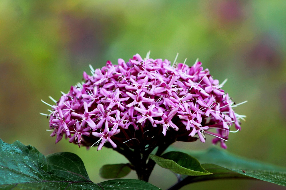 coltivare il Clerodendrum