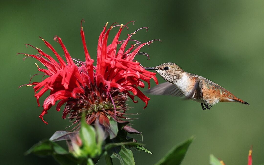 coltivare la Monarda didyma