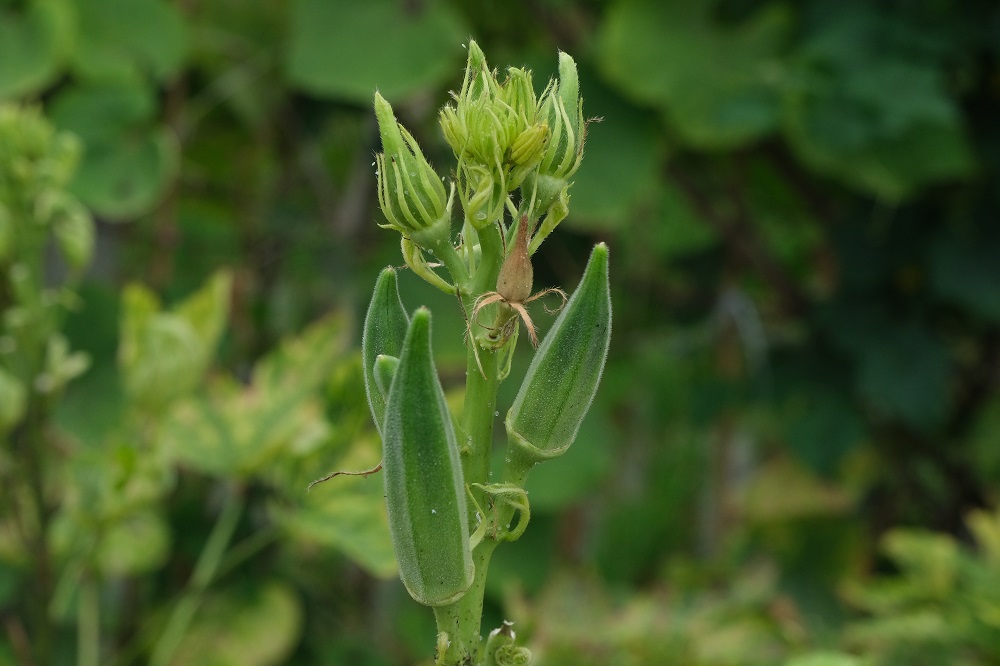 coltivare la Okra
