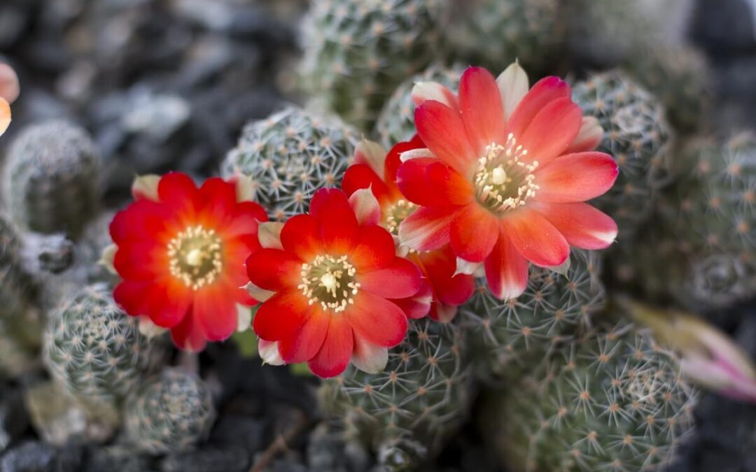 coltivare la Rebutia