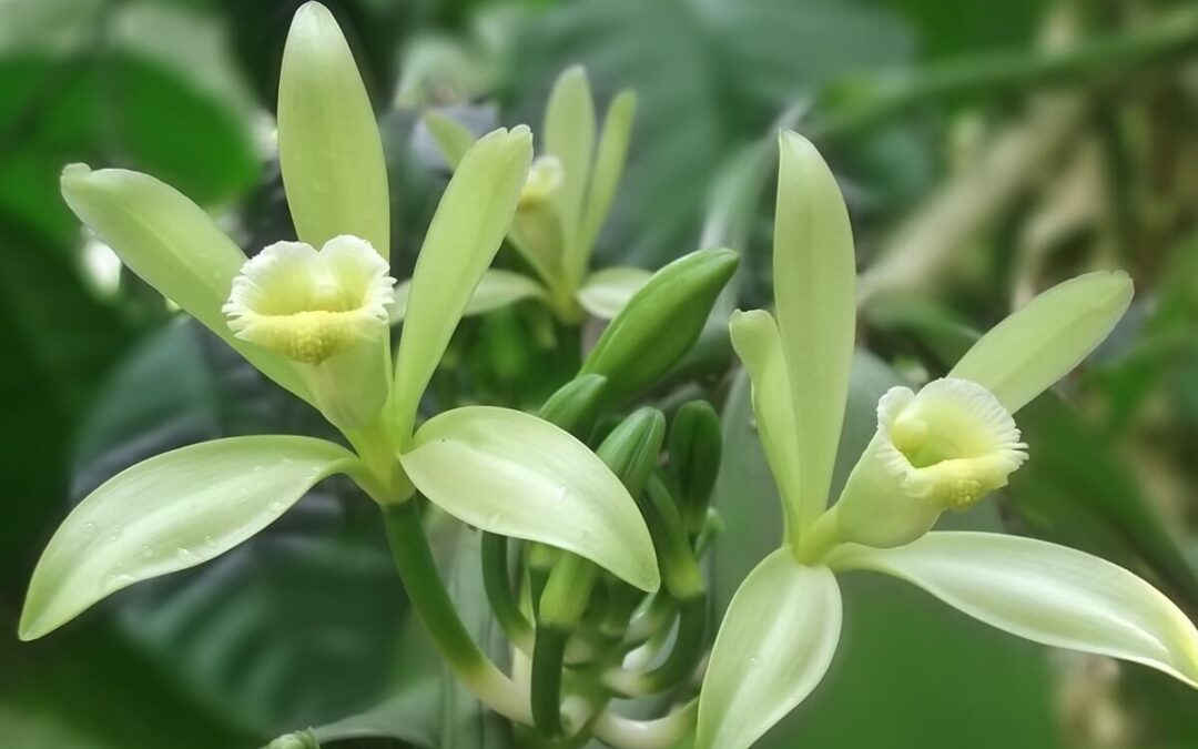 coltivare la Vanilla