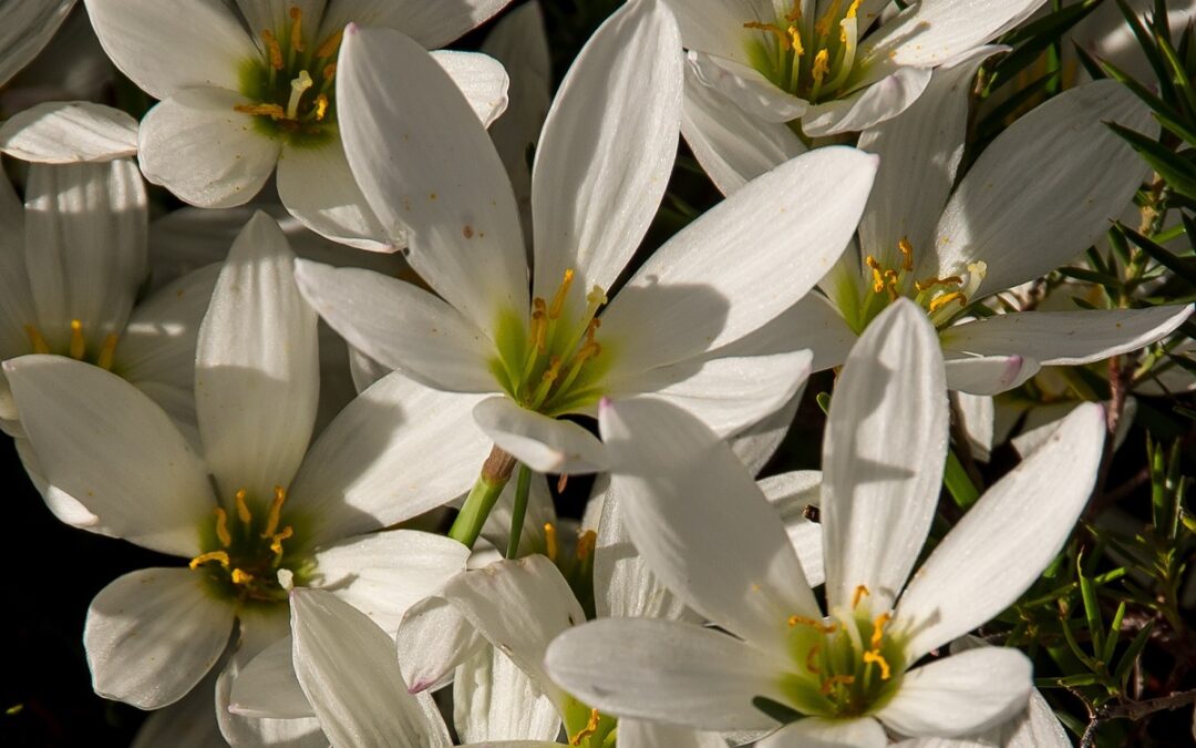 coltivare gli Zephyranthes