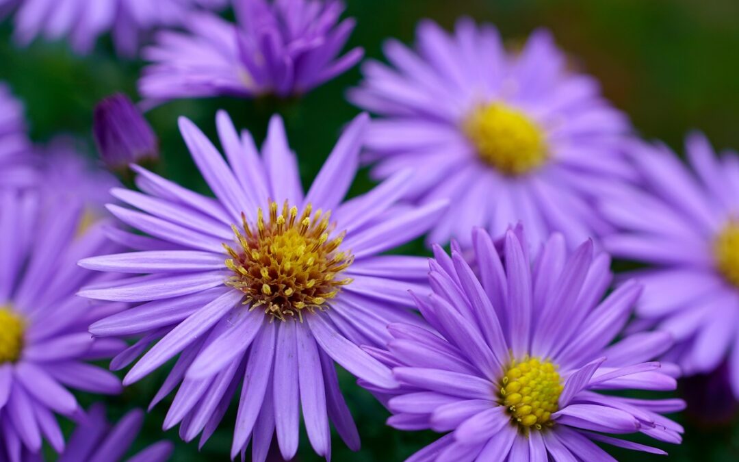 coltivare gli Aster