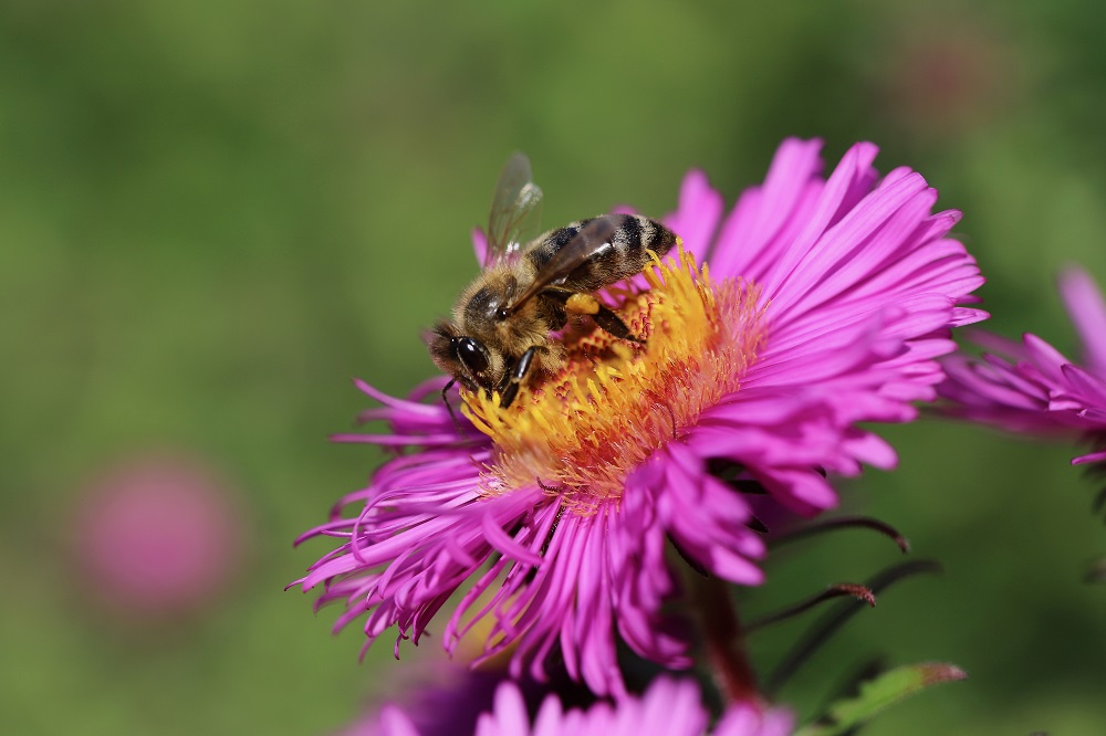 coltivare gli Aster
