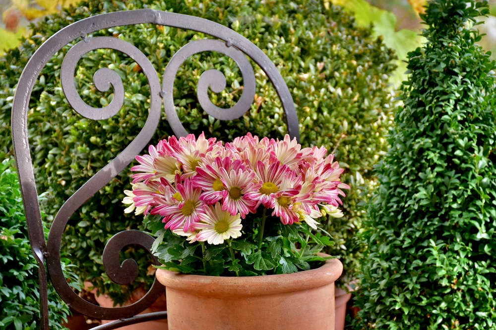 coltivare gli Aster