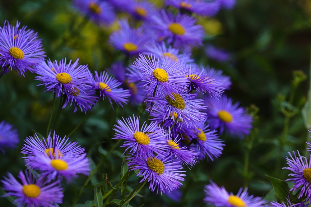 coltivare gli Aster