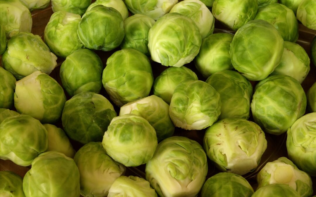 coltivare il Cavolo di Bruxelles