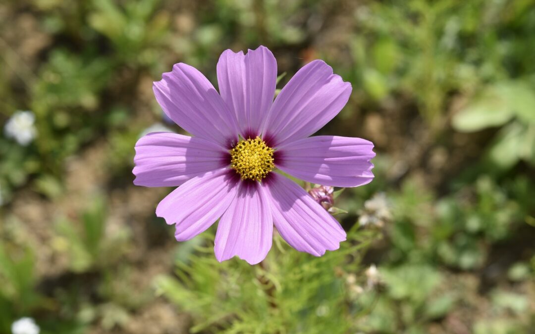 Come coltivare la Cosmea in vaso sul terrazzo: Cosmos bipinnatus