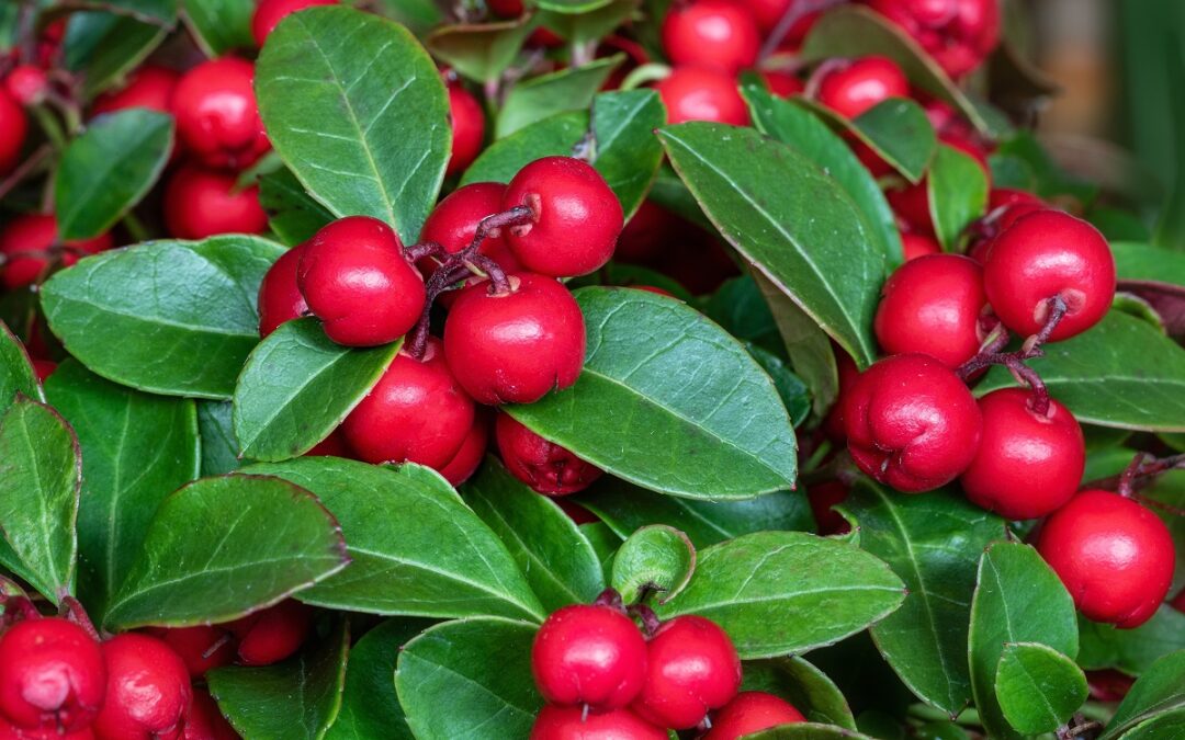 coltivare la Gaultheria