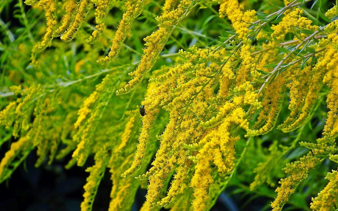coltivare la Solidago