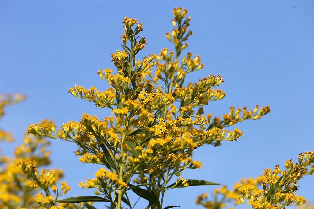 coltivare la Solidago