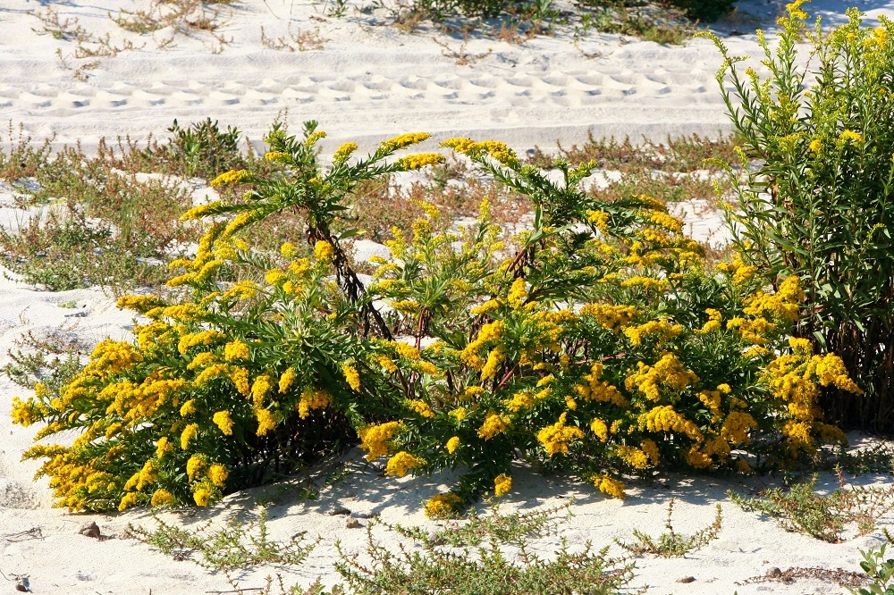 coltivare la Solidago