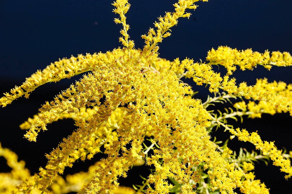coltivare la Solidago